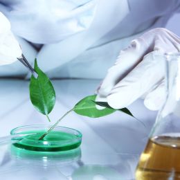 CELLURAL EXTRACTION